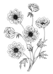 Bouquet of anemone flowers. Black and white illustration