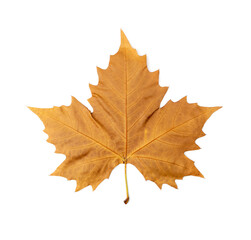 Obraz premium Sycamore Autumn Leaf Isolated