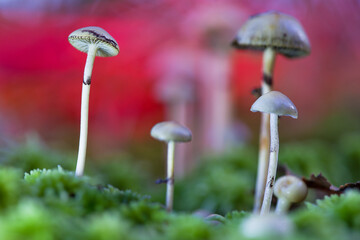 Hallucinogenic mushrooms grow in the forest. Mushrooms containing psilocybin.