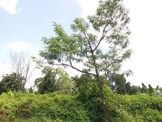 Fototapeta premium Hummingbird tree in my garden