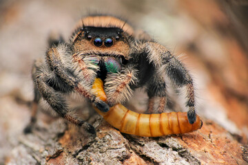 macro of a caterpillar