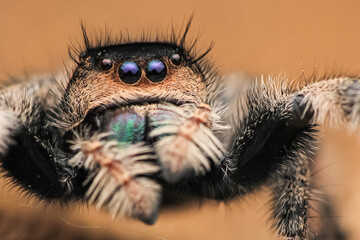 close up of a spider