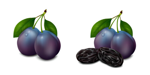 Two whole plums with leaves and prunes isolated on white background. Realistic vector illustration. Side view.