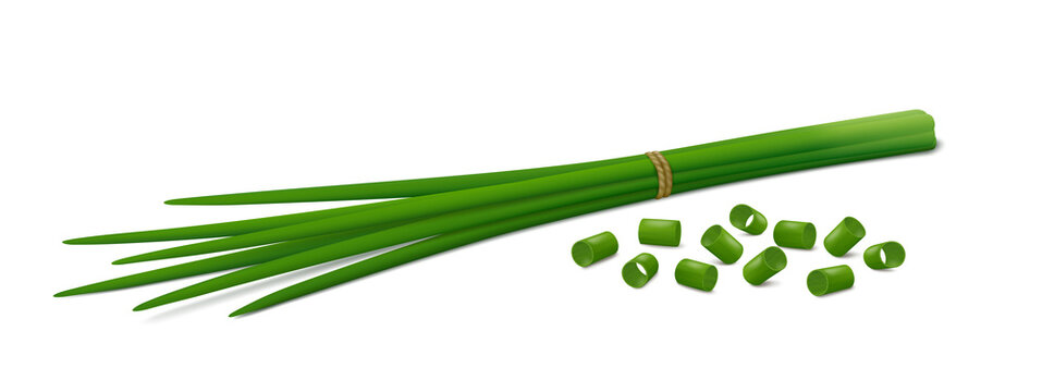 Lying down bunch of fresh chives with group of chopped green onions isolated on white background. Side view. Realistic vector illustration.