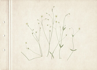 Scan of a pressed and dried meadow flower. Fine vintage herbarium background on a sheet of old...