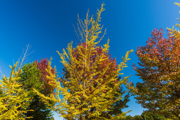 Amazing autumn yellow leaves in Japan. There are many rows of ginkgo trees through Japan. Its things Japanese.