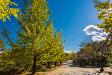 Amazing autumn yellow leaves in Japan. There are many rows of ginkgo trees through Japan. Its things Japanese.