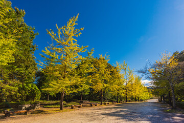 Amazing autumn yellow leaves in Japan. There are many rows of ginkgo trees through Japan. Its things Japanese.