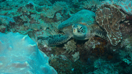 Obraz na płótnie Canvas front view of endangered and shy green sea turtle peeking out from coral reef garden bed in watamu marine park, kenya