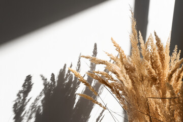 Close-up of dry pampas grass in an interior with shadows and sunlight. Minimalistic, trendy...