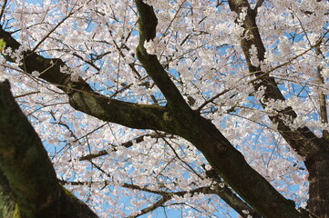 Fototapeta premium 春の暖かい陽ざしに照らされた桜の花