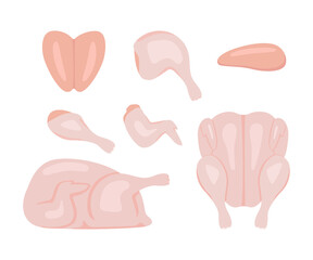 Raw chicken meat set, broiler chick whole and cut. Chicken leg, wing, leg, breast, drumstick, fillet. Cooking food. Vector cartoon illustration