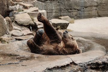 Brown bear in the zoo swimming in water on a hot summer day 