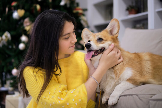 Little dog with owner playing and having fun. Christmas tree in the background. teenage girl in a yellow knitted sweater hugs a corgi dog. soft selective focus