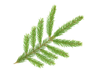 Branch of Christmas tree isolated on white background