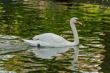 Fototapeta premium swan on the lake