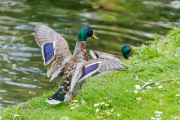 duck on the grass