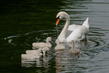 Fototapeta premium swan on the lake
