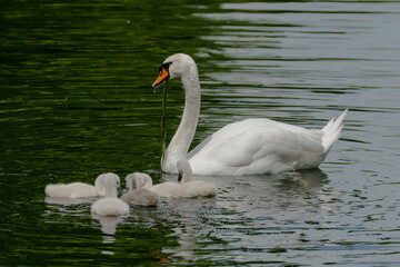 swan on the lake