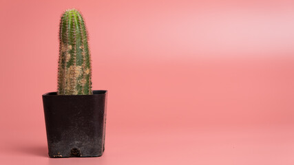 Eriocactus leninghausii cactus in black pot with brown spot rust disease isolated on pink background with copy space, signs of diseases of succulents