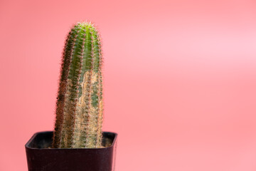 Close up cactus in black pot with brown spot rust disease isolated on pink background with copy space, signs of diseases of succulents