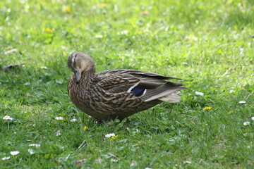 Mallard cleaning its feathers closeup view with grass on background