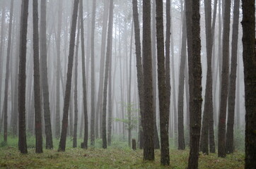 Bosque en Neblina