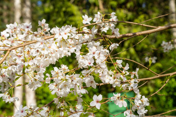Taiwan cherry