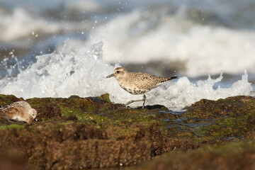 Grey plover in the marine rock
