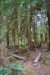 Sol Duc Falls