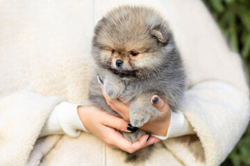 small white cream pomeranian spitz puppy on female hands. adoption of pet. woman holding dog. baby animals