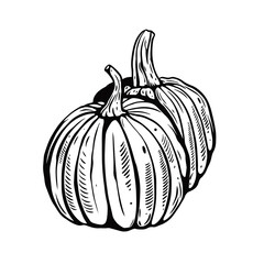Hand drawn black color pumpkin. Sketch engraving style.
