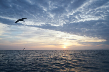 Plakat sunset in the sea with birds flying around