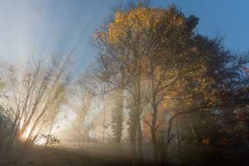 Rays of sunlight filtered through the early autumn mist in a mountain forest.