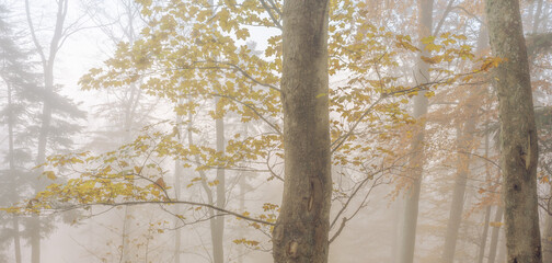 Autumn morning mist in a mountain forest. Panorama, panoramic, banner.