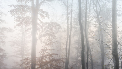 Fototapeta na wymiar Autumn morning mist in a mountain forest. Panorama, panoramic, banner.