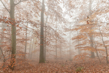 Autumn morning mist in a mountain forest.