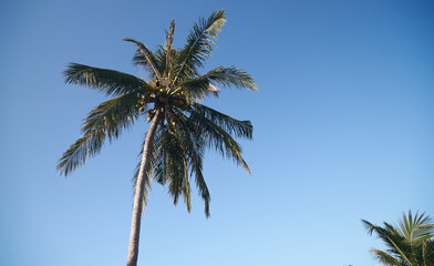 Fototapeta na wymiar palm tree on the beach in a sunny day in los angeles thailand paradise