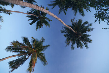 Naklejka na ściany i meble palm tree on the beach in a sunny day in los angeles thailand paradise