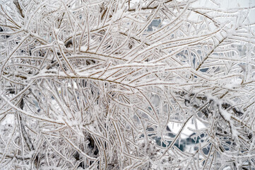 Tree branches are covered with a crust of ice after icy rain. Natural disaster.