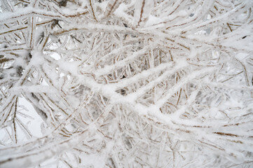Tree branches are covered with a crust of ice after icy rain. Natural disaster.