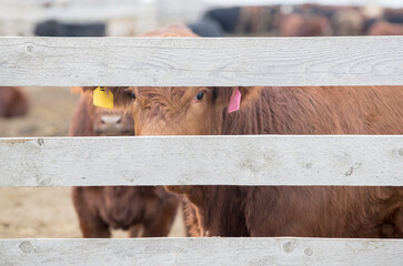 A beef cow looking through a fence at a stock yard. 