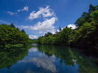 夏の雲場池　長野県軽井沢