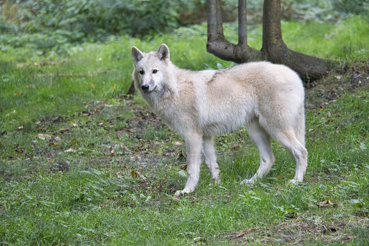 Young white wolf from the wolf park Werner Freund.