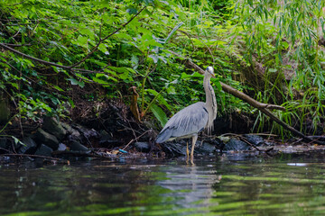 great blue heron ardea alba