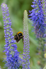 bumblebee on a flower