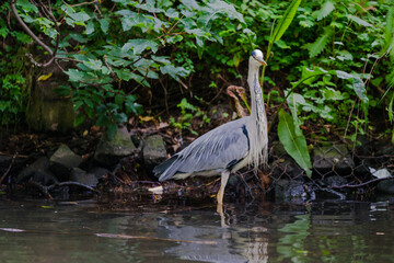 great blue heron ardea cinerea