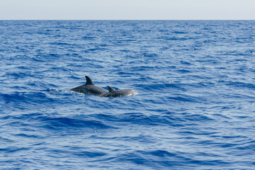 Fototapeta premium dolphin jumping out of water