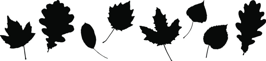 Vector leaves. Graphic illustration isolated on white background.