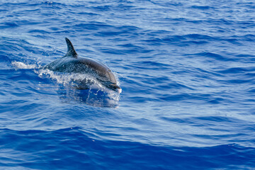 Obraz premium dolphin jumping out of water